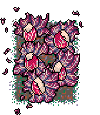 Winter Patch Red Chicory (Mud : C)