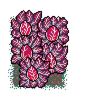 Untouched red chicory patch, next to ransacked twin, in Winter Garden